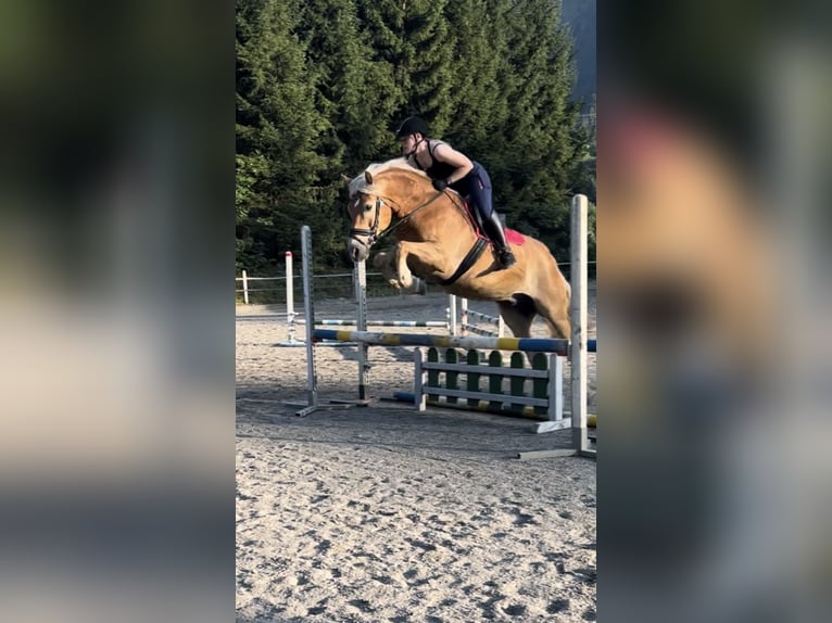 Haflinger Wallach 13 Jahre 160 cm Fuchs in Schwarzach im Pongau