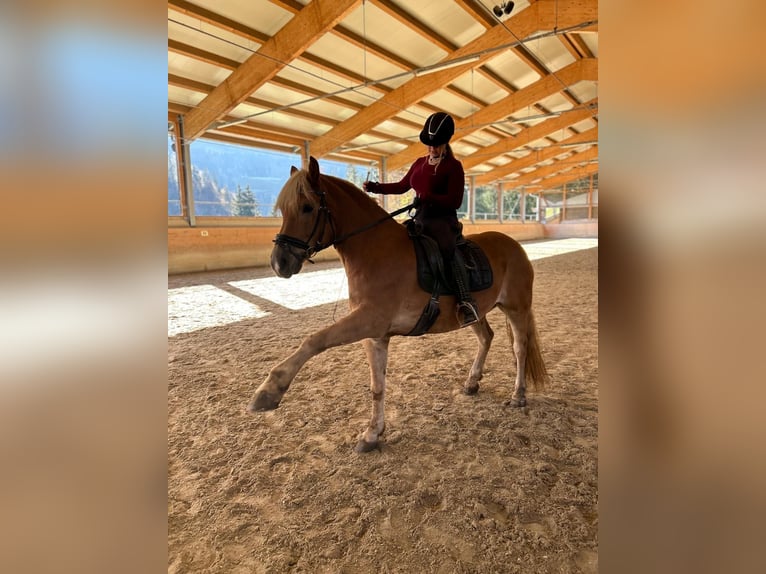 Haflinger Wallach 13 Jahre 160 cm Fuchs in Schwarzach im Pongau