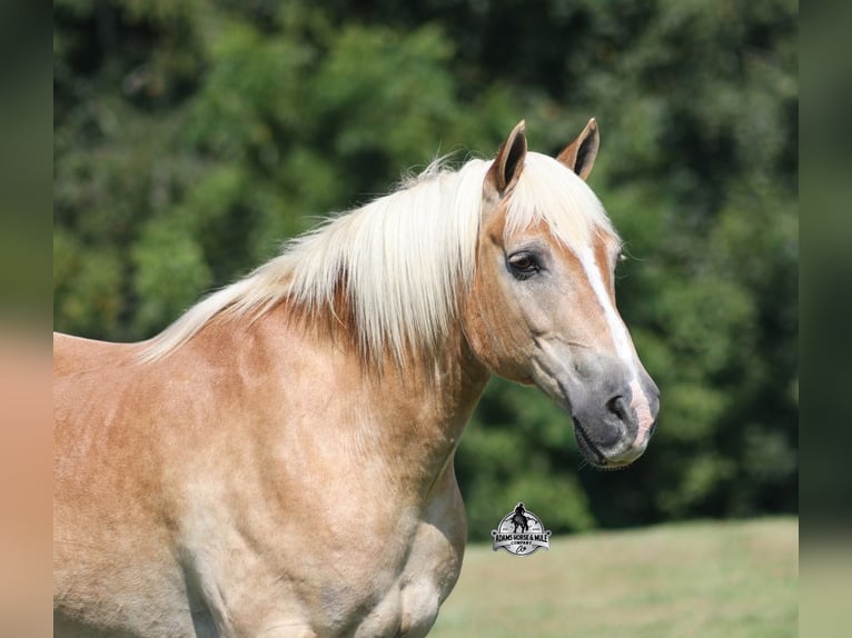 Haflinger Wallach 13 Jahre Dunkelfuchs in Mount Vernon