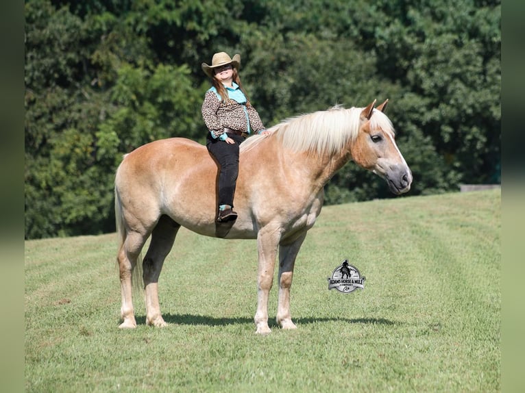 Haflinger Wallach 13 Jahre Dunkelfuchs in Mount Vernon