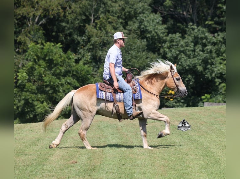 Haflinger Wallach 13 Jahre Dunkelfuchs in Mount Vernon