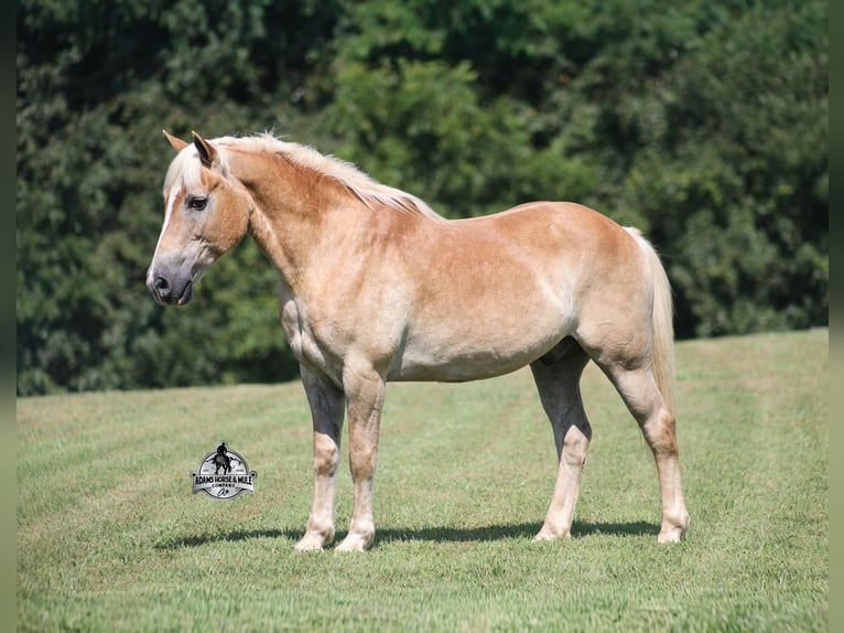 Haflinger Wallach 13 Jahre Dunkelfuchs in Mount Vernon