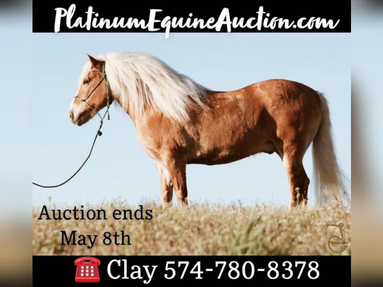 Haflinger Wallach 14 Jahre 137 cm Palomino in Walkerton IN