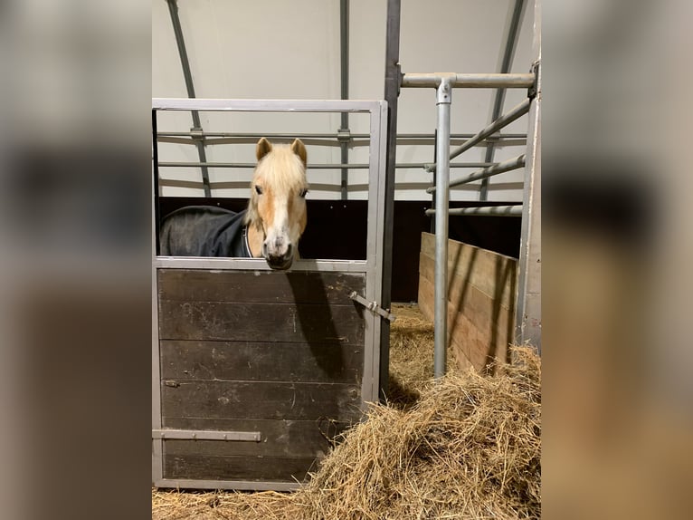 Haflinger Wallach 14 Jahre 145 cm  in Tulln