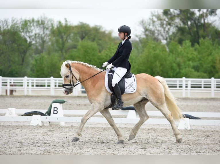 Haflinger Wallach 14 Jahre 145 cm  in Tulln