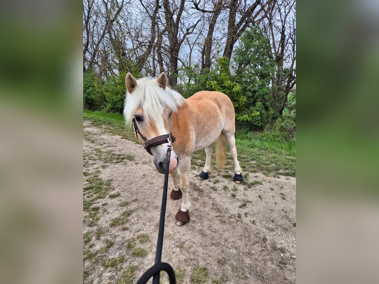 Haflinger Wallach 14 Jahre 145 cm  in Tulln