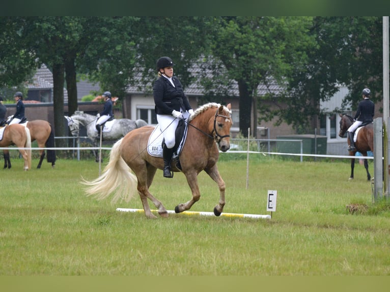Haflinger Wallach 14 Jahre 146 cm Fuchs in Nettetal