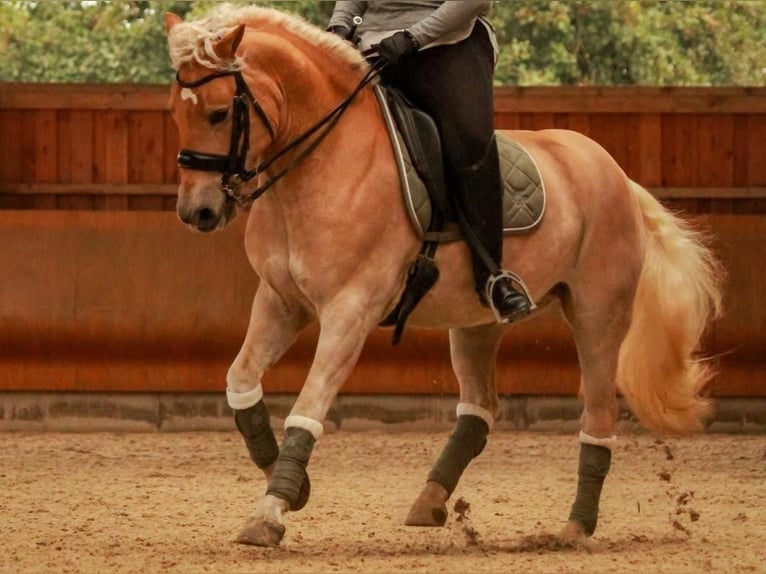 Haflinger Wallach 14 Jahre 146 cm Fuchs in Nettetal