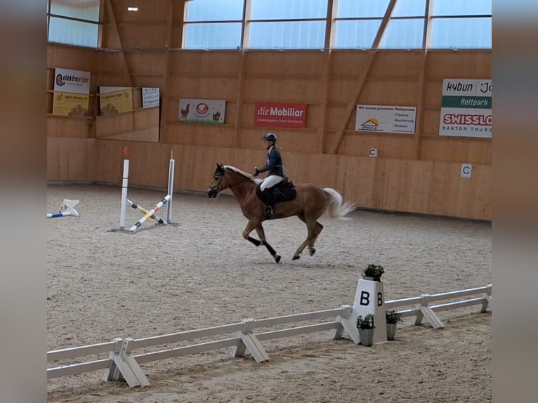 Haflinger Wallach 14 Jahre 146 cm Fuchs in Hügelsheim