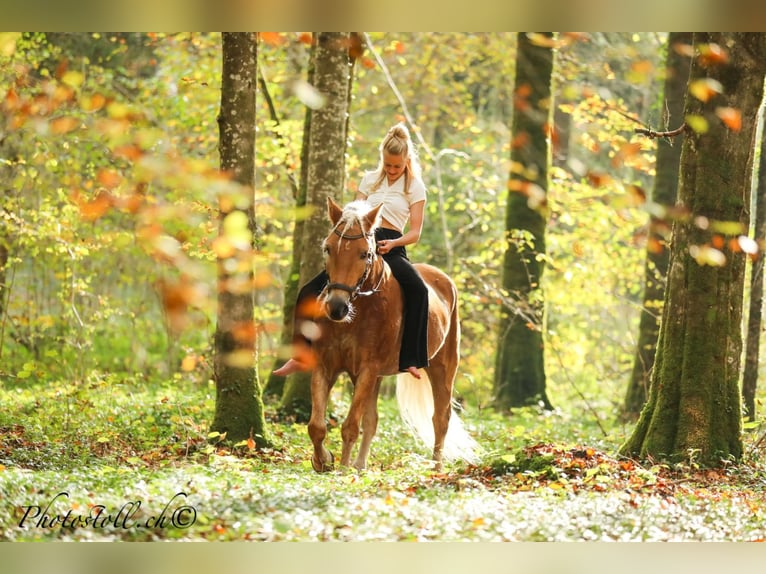 Haflinger Wallach 14 Jahre 146 cm Fuchs in Hügelsheim