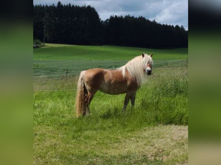Haflinger Wallach 14 Jahre 146 cm in Trochtelfingen