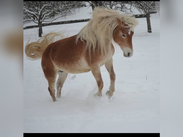 Haflinger Wallach 14 Jahre 146 cm in Trochtelfingen