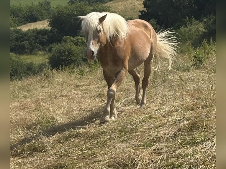 Haflinger Wallach 14 Jahre 148 cm Fuchs in Hennef