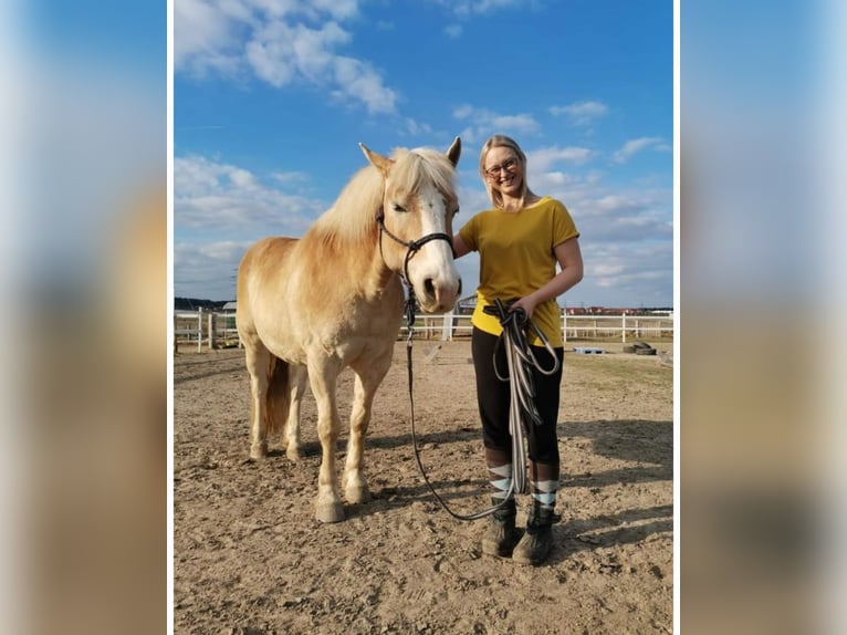 Haflinger Wallach 14 Jahre 148 cm Hellbrauner in Erlangen