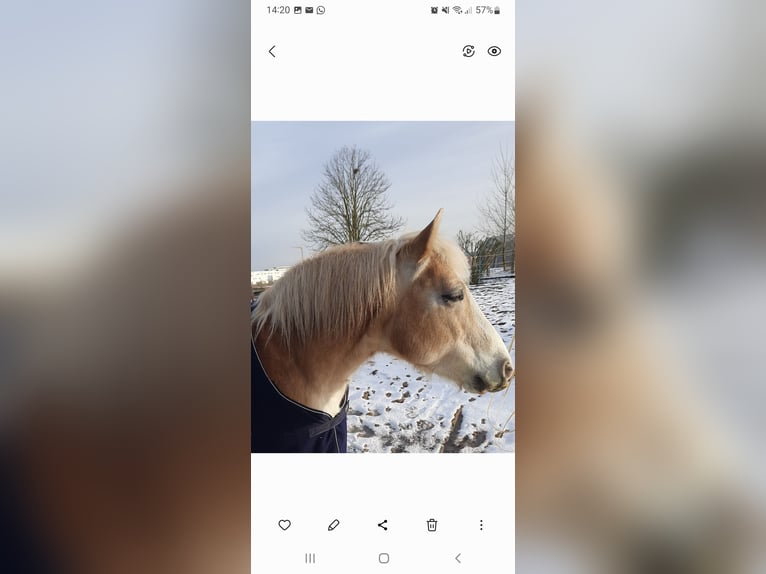 Haflinger Wallach 14 Jahre 148 cm Hellbrauner in Erlangen