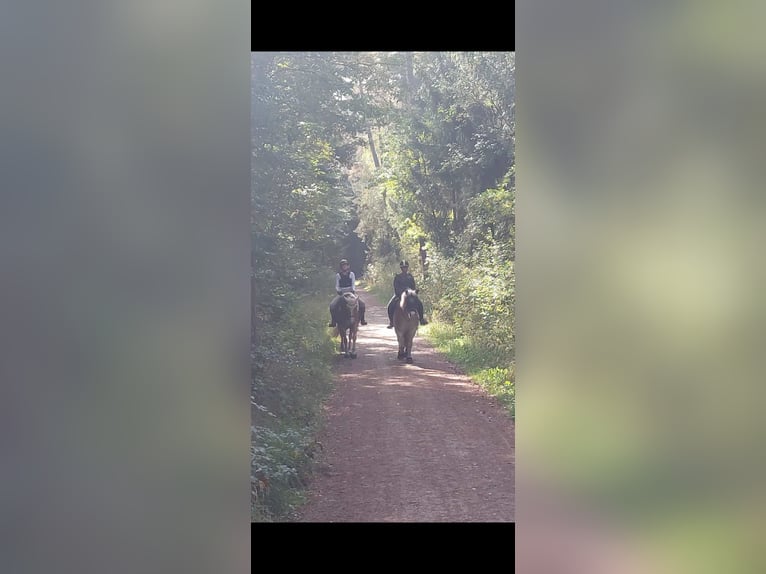 Haflinger Wallach 14 Jahre 148 cm Hellbrauner in Erlangen