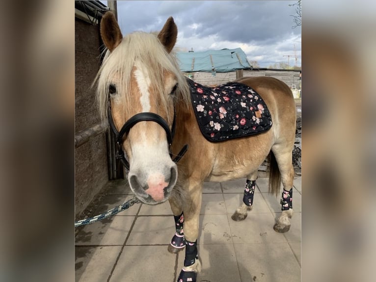 Haflinger Wallach 14 Jahre 150 cm in Berlin