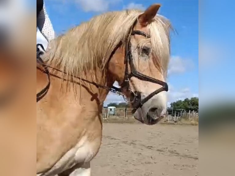 Haflinger Wallach 14 Jahre 150 cm in Berlin