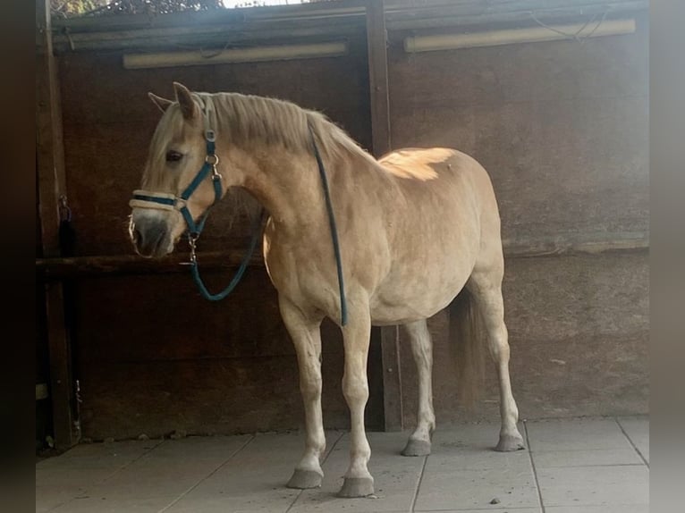 Haflinger Wallach 14 Jahre 150 cm in Berlin