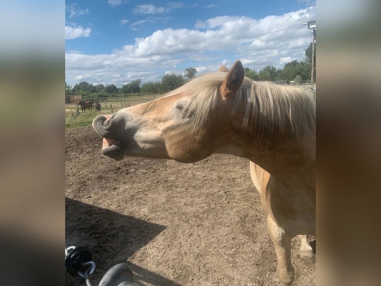 Haflinger Wallach 14 Jahre 150 cm in Berlin