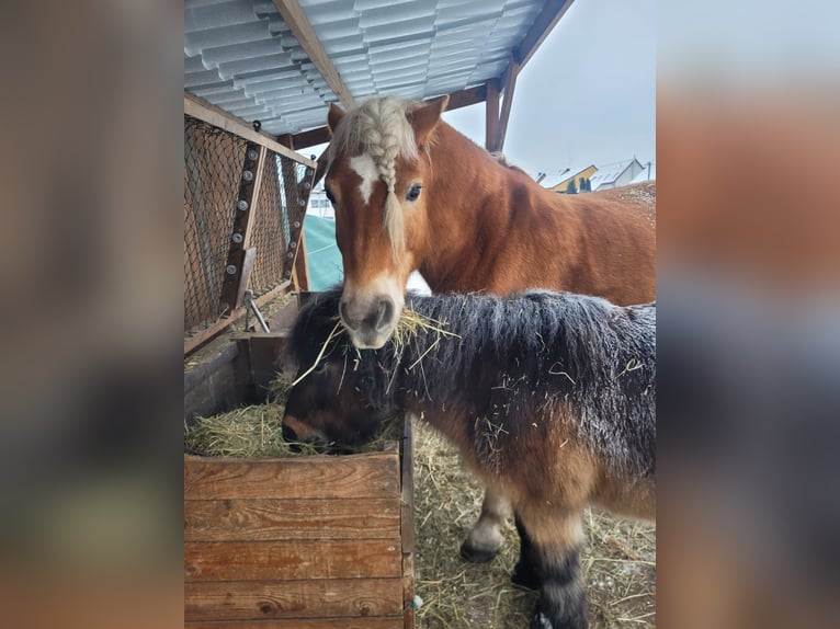 Haflinger Wallach 14 Jahre 150 cm  in Märkische Heide