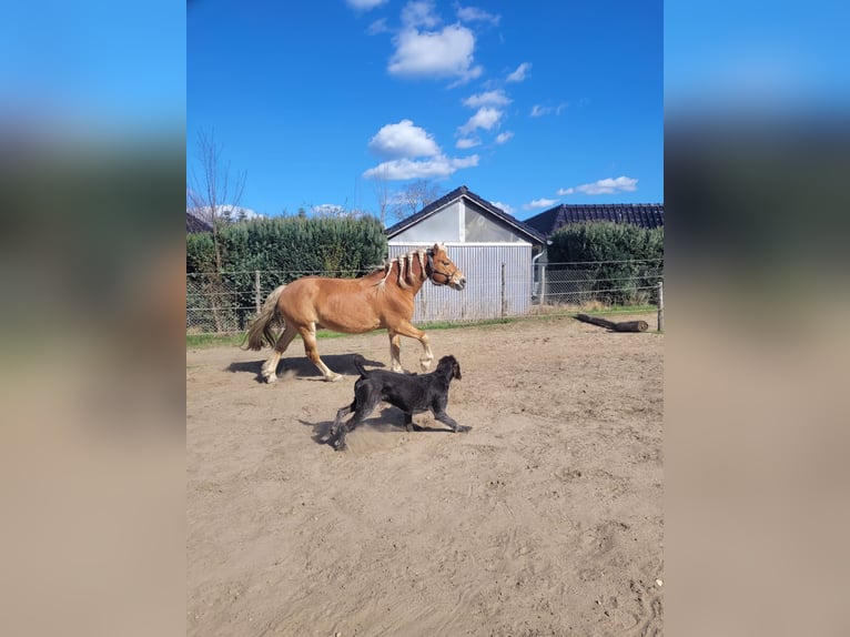 Haflinger Wallach 14 Jahre 150 cm  in Märkische Heide