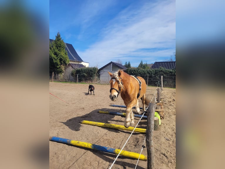 Haflinger Wallach 14 Jahre 150 cm  in Märkische Heide
