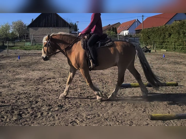 Haflinger Wallach 14 Jahre 150 cm  in Märkische Heide