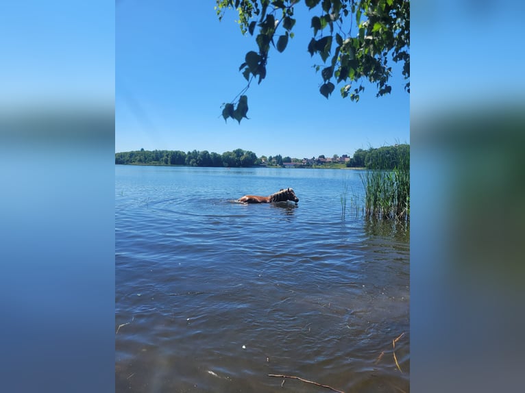 Haflinger Wallach 14 Jahre 150 cm  in Märkische Heide