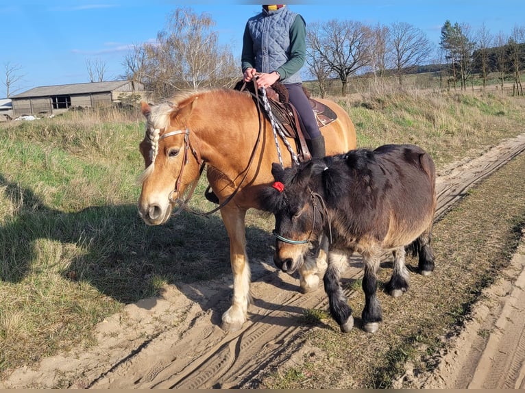 Haflinger Wallach 14 Jahre 150 cm  in Märkische Heide