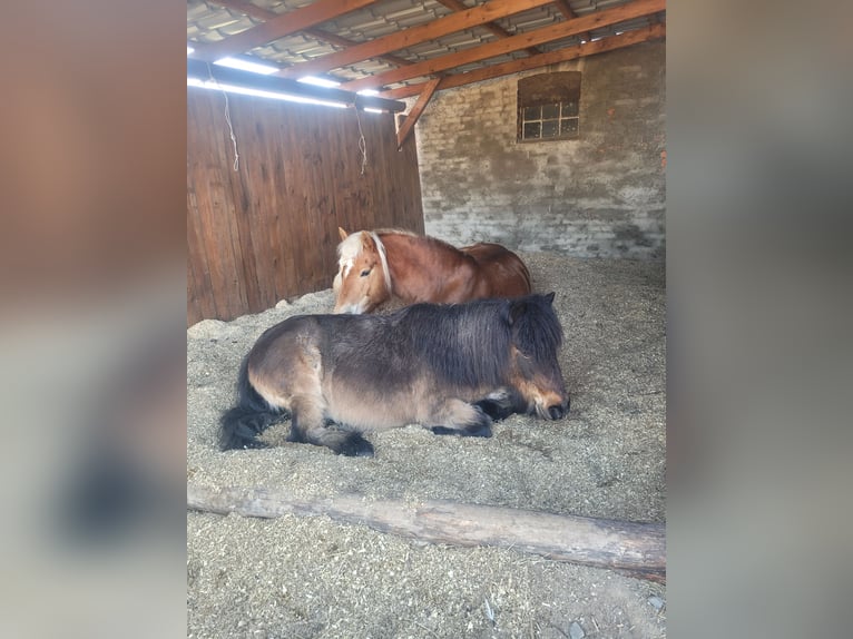 Haflinger Wallach 14 Jahre 150 cm  in Märkische Heide