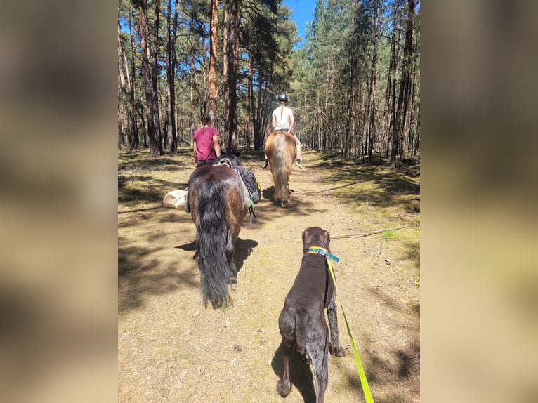 Haflinger Wallach 14 Jahre 150 cm  in Märkische Heide
