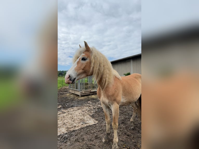 Haflinger Wallach 14 Jahre 150 cm Hellbrauner in Ober-Ramstadt