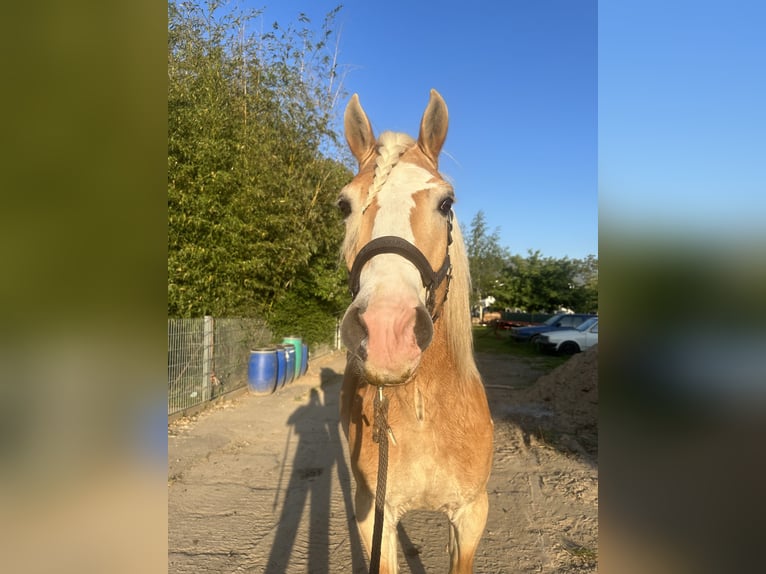 Haflinger Wallach 14 Jahre 150 cm Hellbrauner in Ober-Ramstadt