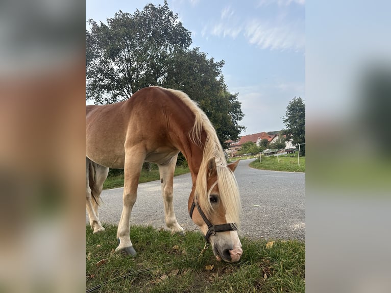 Haflinger Wallach 14 Jahre 150 cm Hellbrauner in Ober-Ramstadt