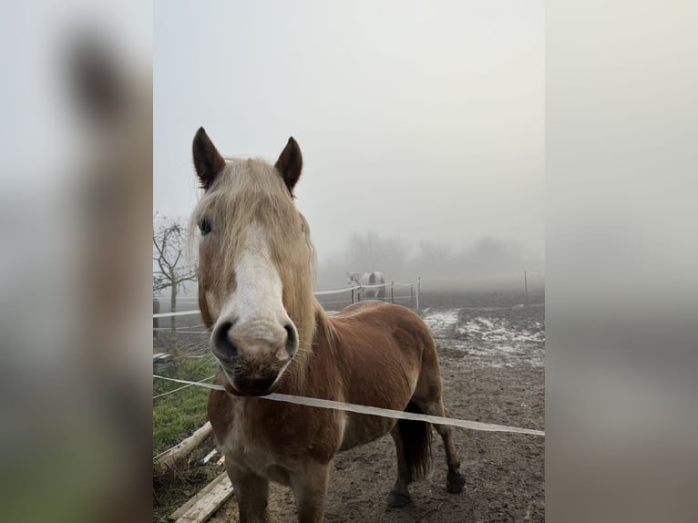 Haflinger Wallach 14 Jahre 150 cm Hellbrauner in Ober-Ramstadt