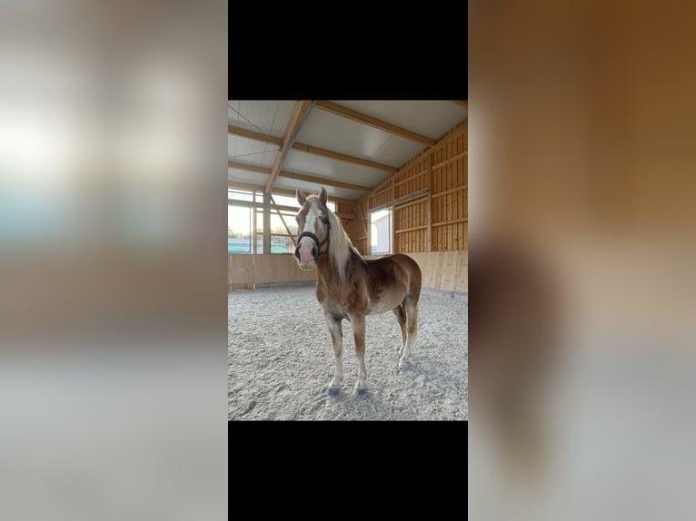 Haflinger Wallach 14 Jahre 150 cm Hellbrauner in Ober-Ramstadt