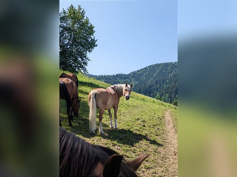 Haflinger Wallach 14 Jahre 150 cm in Buchenbach