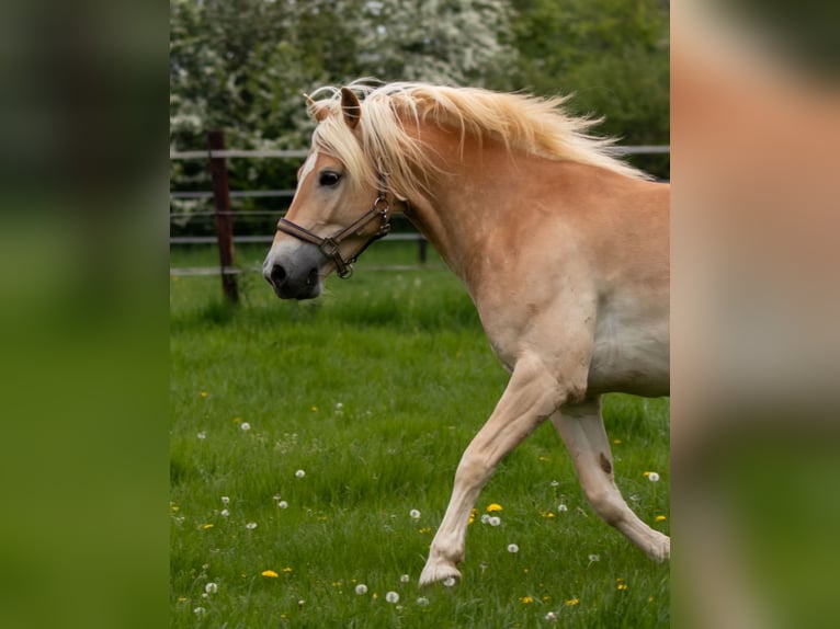 Haflinger Wallach 14 Jahre 152 cm Falbe in Erftstadt