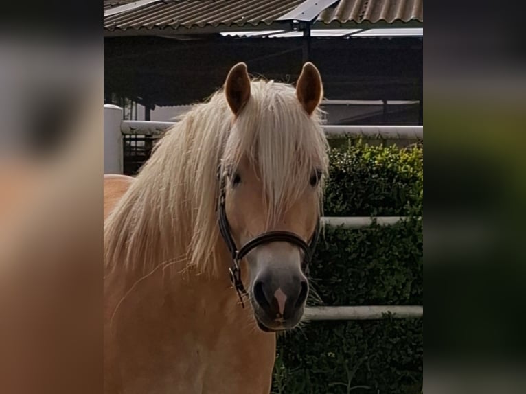 Haflinger Wallach 14 Jahre 152 cm Falbe in Erftstadt