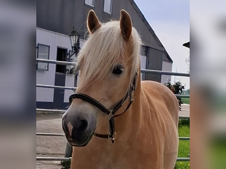 Haflinger Wallach 14 Jahre 152 cm Falbe in Erftstadt