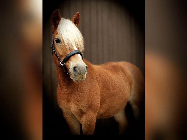 Haflinger Wallach 14 Jahre 152 cm Fuchs in Hessisch Lichtenau