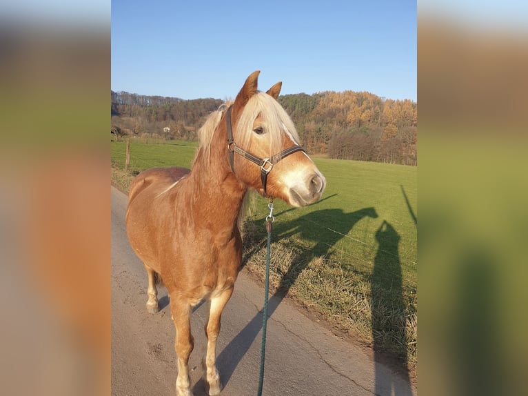 Haflinger Wallach 14 Jahre 152 cm Fuchs in Hessisch Lichtenau