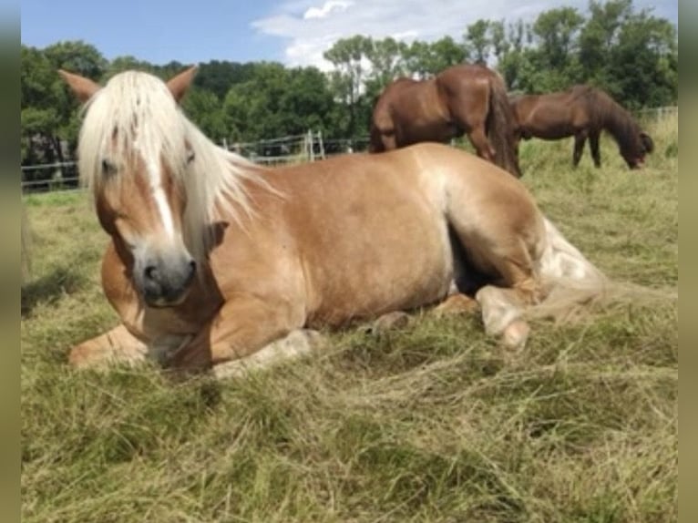 Haflinger Wallach 14 Jahre 152 cm Fuchs in Hessisch Lichtenau