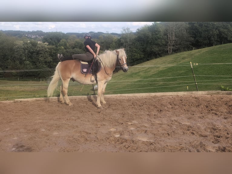 Haflinger Wallach 14 Jahre 152 cm Fuchs in Morsbach