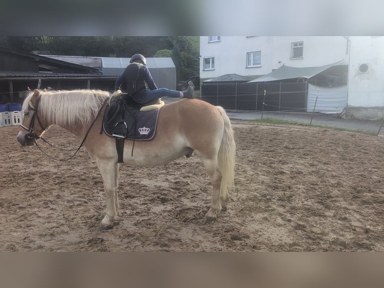 Haflinger Wallach 14 Jahre 152 cm Fuchs in Morsbach