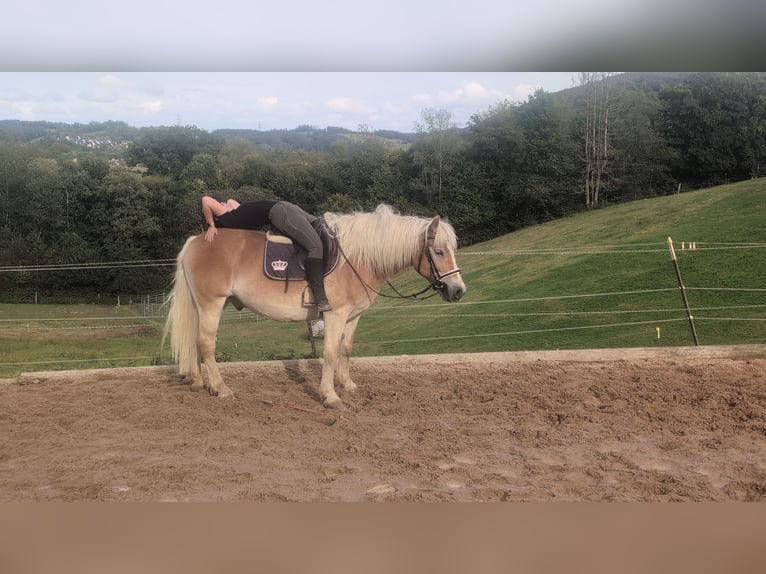Haflinger Wallach 14 Jahre 152 cm Fuchs in Morsbach