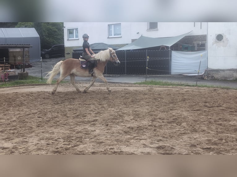 Haflinger Wallach 14 Jahre 152 cm Fuchs in Morsbach