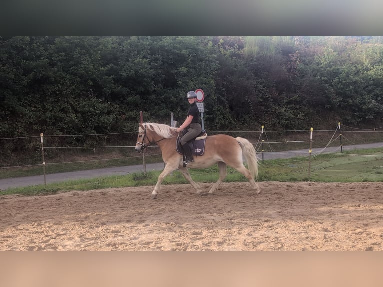 Haflinger Wallach 14 Jahre 152 cm Fuchs in Morsbach