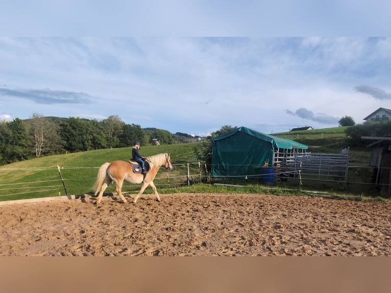Haflinger Wallach 14 Jahre 152 cm Fuchs in Morsbach